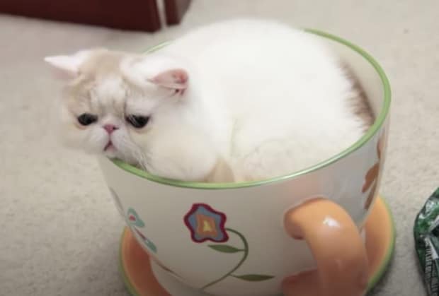 ティーカップサイズの猫さん? と思ったら、なにかおかしいぞ