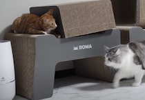 子猫「ばぁ！」先輩猫を驚かせて遊ぶいたずらっ子