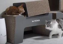 子猫「ばぁ！」先輩猫を驚かせて遊ぶいたずらっ子