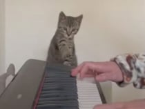 ピアノ演奏に参加したい子猫さん、そっと手を伸ばす様子が可愛い！