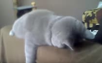 「ようやく休みだにゃ〜」疲れきって寝ている猫さん