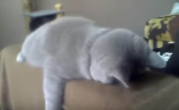 「ようやく休みだにゃ〜」疲れきって寝ている猫さん