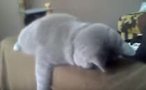 「ようやく休みだにゃ〜」疲れきって寝ている猫さん