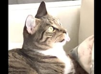 「初期化しなくっちゃ！」ぼーっと固まって動かなくなる猫さん