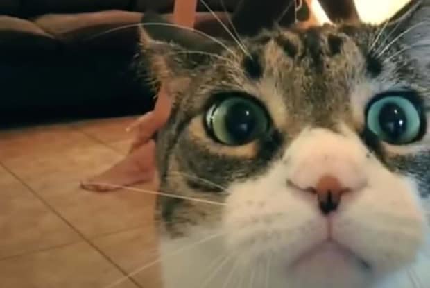バッチリカメラ目線なのだ。自撮りをしてる猫さん？