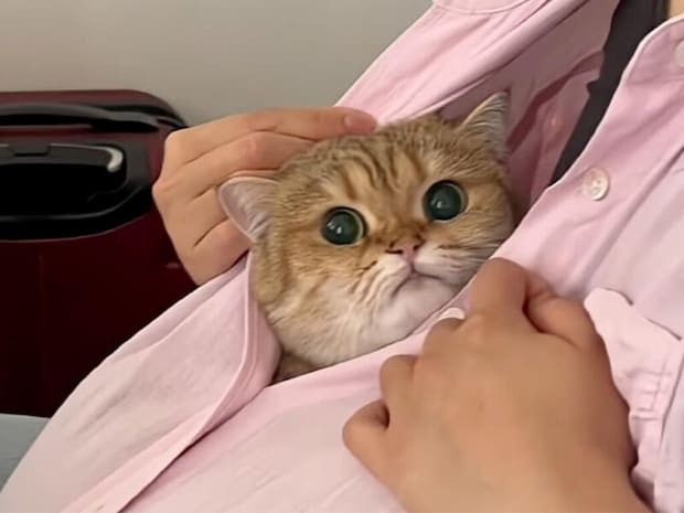 【まるで赤ちゃん】大好きな気持ちが止まらない! 猫さんが見せる4つの甘えサイン