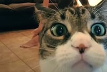 バッチリカメラ目線なのだ。自撮りをしてる猫さん？