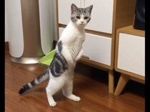 「べ、別に怪しい者じゃないよ！」二足歩行を見られて、慌てて猫に戻った？