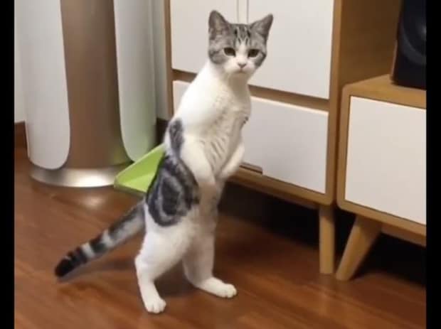 「べ、別に怪しい者じゃないよ!」二足歩行を見られて、慌てて猫に戻った?