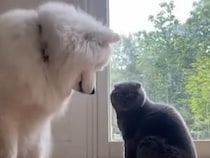 温度差が可愛い。全力で仲良くしたい犬さんとマイペースな猫さん