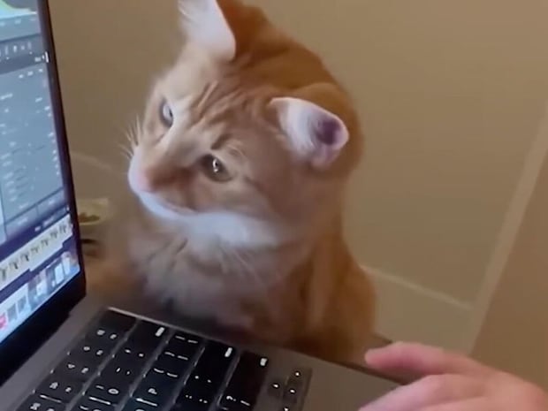 猫「だいぶ良くなったにゃ?」写真編集を見守る小さな監督