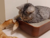 お姉さんの余裕？しっぽをちょいちょいされても動じない先輩猫