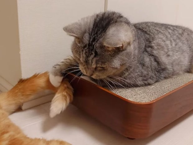 お姉さんの余裕?しっぽをちょいちょいされても動じない先輩猫