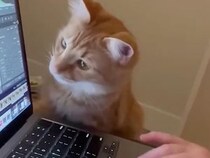 猫「だいぶ良くなったにゃ？」写真編集を見守る小さな監督