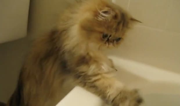 「もうちょいかニャ?」お風呂の温度をチェックする猫