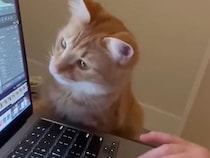 猫「だいぶ良くなったにゃ？」写真編集を見守る小さな監督