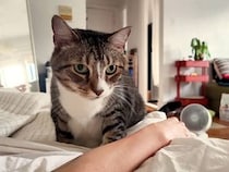 「早く起きておやつちょうだい！」猫さんの朝は無言の圧から始まる