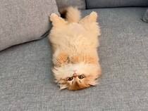 ソファでも絨毯でもごろん。仰向けスタイルが好きな子猫さんが可愛い♡