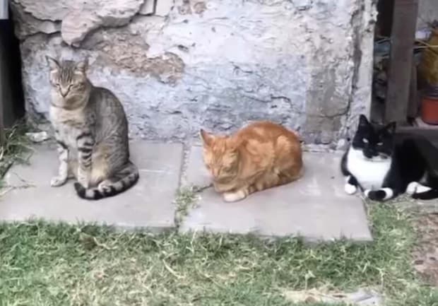仲良しな猫さんたち、眠くなるタイミングも一緒?