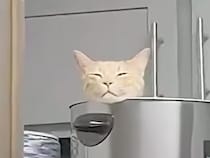 そこ、ベッドだったの？ 意外な場所で気持ちよさそうに眠る茶トラ猫さん