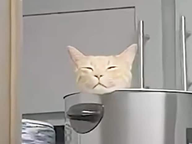 そこ、ベッドだったの? 意外な場所で気持ちよさそうに眠る茶トラ猫さん