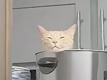 そこ、ベッドだったの？ 意外な場所で気持ちよさそうに眠る茶トラ猫さん