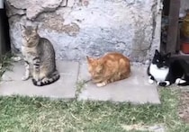 仲良しな猫さんたち、眠くなるタイミングも一緒？