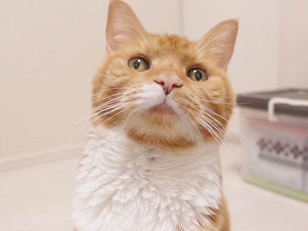 大きな手術も乗り越えて! 15歳の誕生日を迎えた猫さんにおめでとう