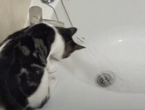 水の音が聞こえると猛ダッシュでやってくる子猫