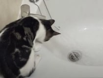 水の音が聞こえると猛ダッシュでやってくる子猫