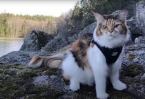 自然を満喫しているアウトドア猫さん、映像がかっこいい！