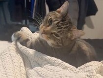 毛布の下で何かが動いた…？ キジトラ猫さんのハンター心に火がついた瞬間