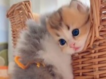 寝落ちする子も、歩く練習をする子も。子猫さんたちの毎日は大忙し！