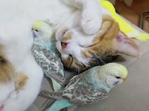 【珍しいコンビ】仲良しすぎる猫とインコの、ほのぼのお昼寝