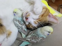 【珍しいコンビ】仲良しすぎる猫とインコの、ほのぼのお昼寝