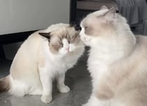 猫の仲良しの証、アログルーミング！
