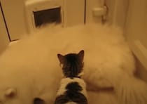 猫「…どいて欲しいニャ」もふもふの大型犬がドアを塞いじゃった！
