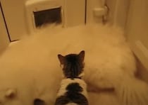 猫「…どいて欲しいニャ」もふもふの大型犬がドアを塞いじゃった！
