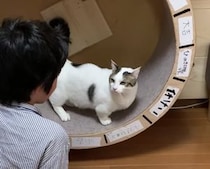 「早く回して〜」目で合図する猫さんが可愛い！
