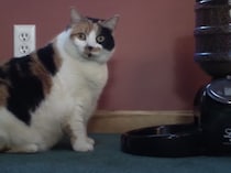 食事制限しているのになぜ？ 猫さんが太っちゃう理由が笑える！