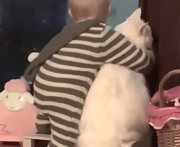 愛猫が大好きでたまらない赤ちゃん、いつでもどこでも一緒♡