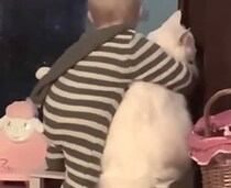 愛猫が大好きでたまらない赤ちゃん、いつでもどこでも一緒♡