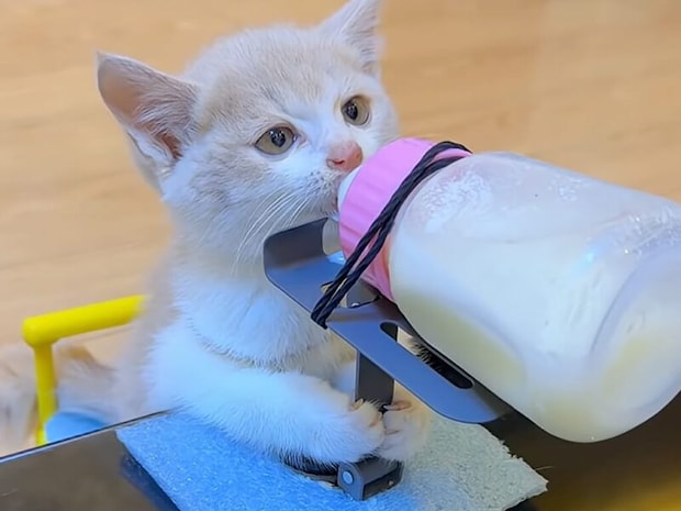 小さな前足でぎゅっ！ 専用のスタンドでミルクを飲む子猫さんにほっこり