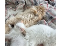 スヤスヤ寝ていた子猫さん、先輩猫の大きな声で…