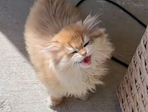 「おはよう！」声をかけるたびに可愛いお返事。子猫と飼い主の穏やかな朝