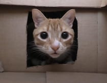 猫さんが大好きな箱を50個も集めてみたよ！ 喜ぶかな？ やりすぎたかな？