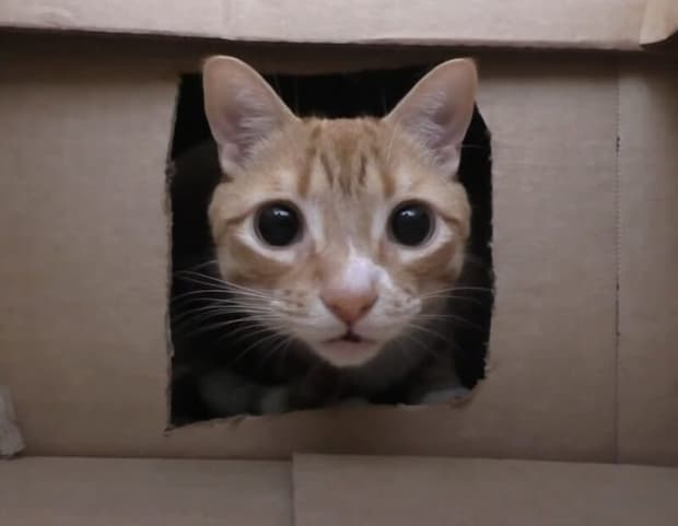 猫さんが大好きな箱を50個も集めてみたよ! 喜ぶかな? やりすぎたかな?