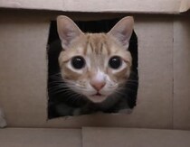 猫さんが大好きな箱を50個も集めてみたよ！ 喜ぶかな？ やりすぎたかな？