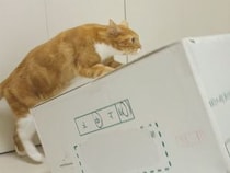 「ここ、入っていいよ」真似したがりな子に段ボールを譲った猫さんの狙いは…
