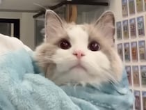 毛布をクルクル巻いてみたら… お顔だけひょっこりな「猫さんブリトー」が完成
